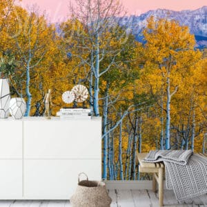 birch trees wall mural