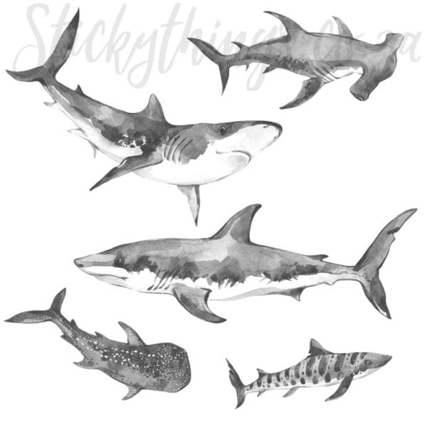 Watercolour Sharks Wall Decals - Great White Shark Wall Stickers - Image 4